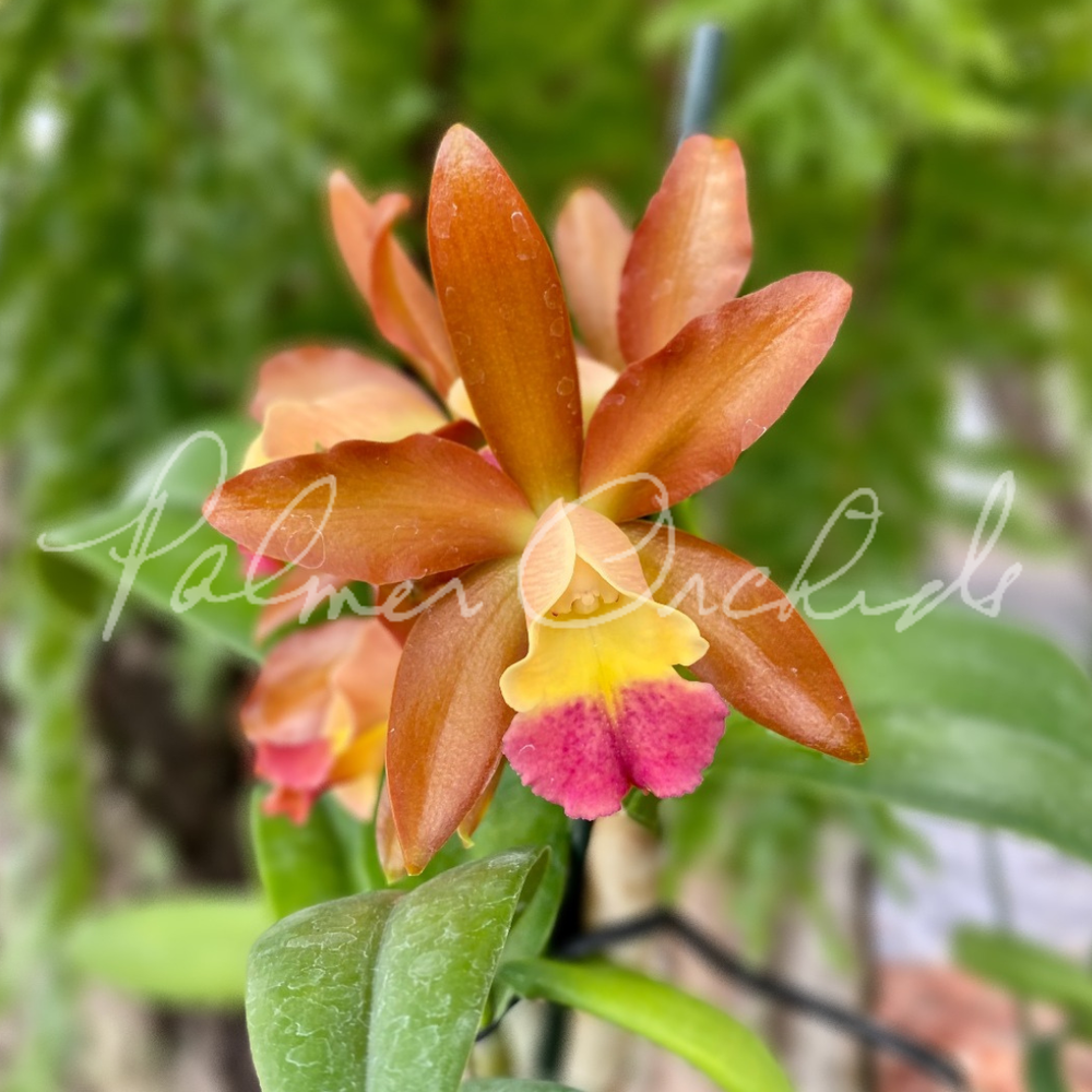 Rth. Nobile's Ambar — Palmer Orchids
